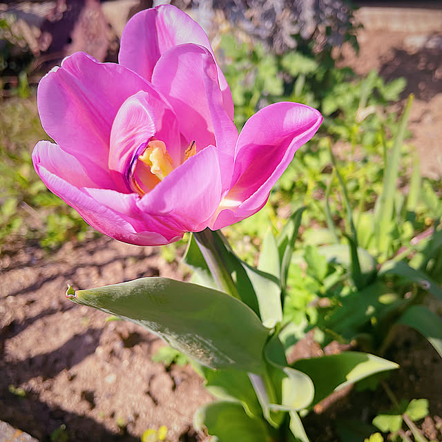 チューリップ/花が好きな人と繋がりたい/花のある暮らし/観葉植物/庭...などのインテリア実例 - 2023-04-23 19:20:24