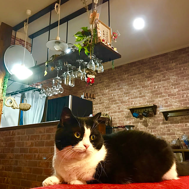 butachanさんの実例写真