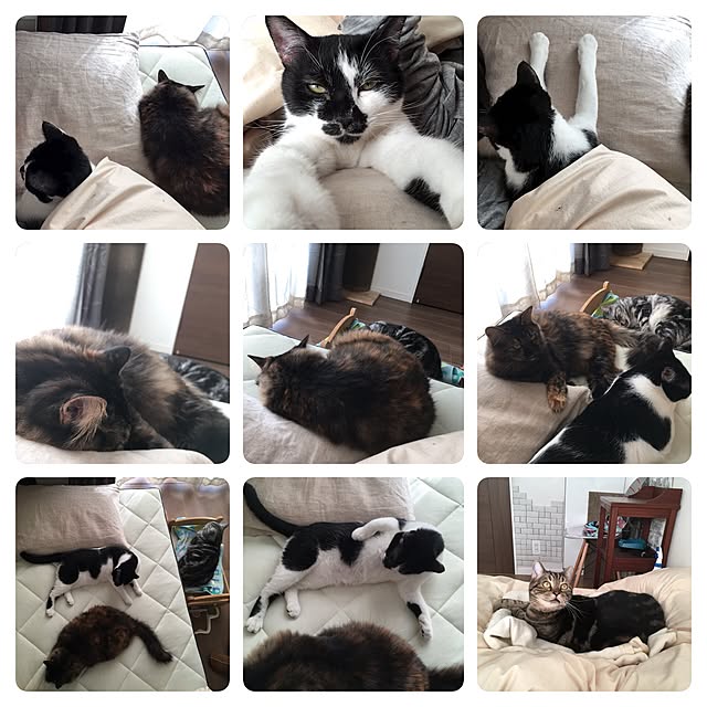 mikomaruさんの実例写真