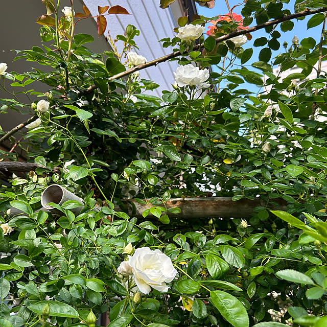 botanさんの部屋
