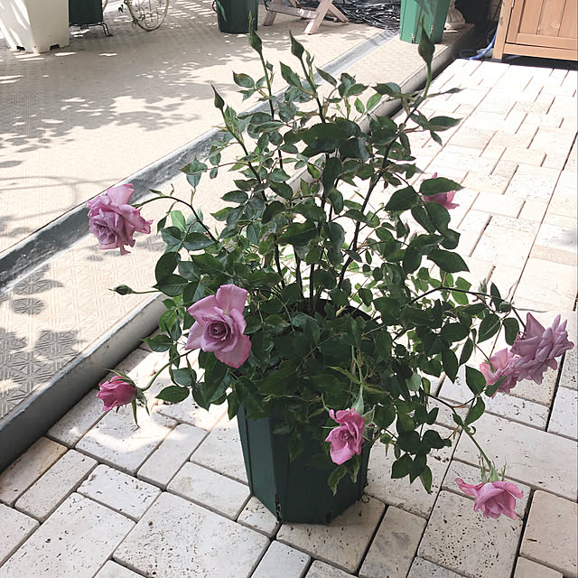 MELOさんの実例写真