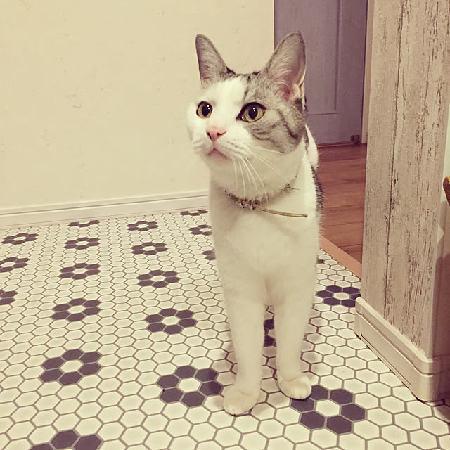 popokoさんの実例写真