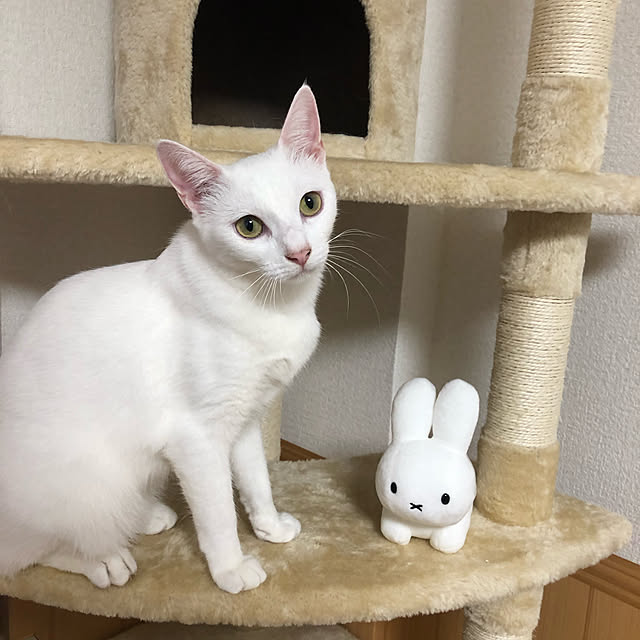 arsさんの実例写真