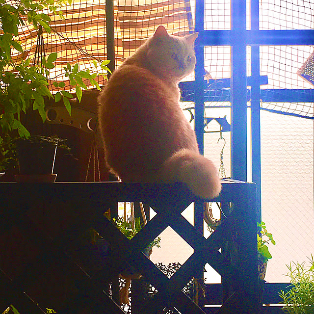 naokoさんの部屋
