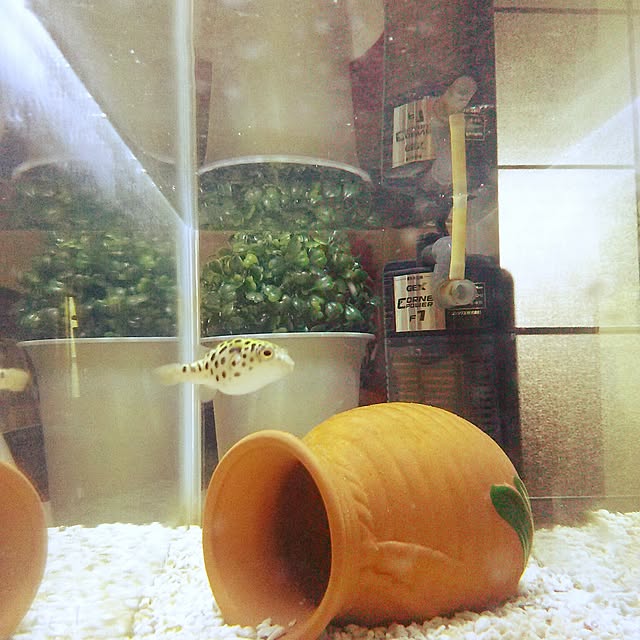 玄関/入り口/水槽/玄関/熱帯魚/ミドリフグのインテリア実例 - 2016-01-07 14:08:22