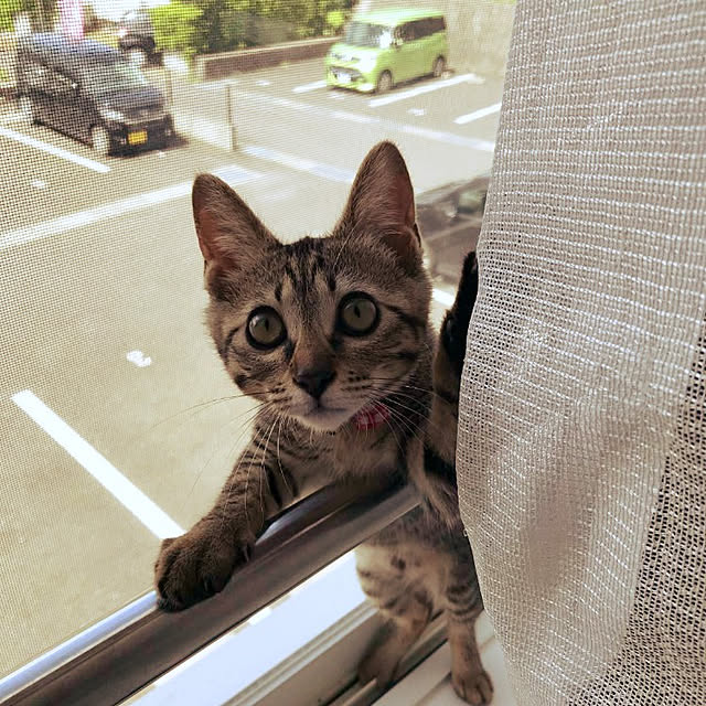 raraさんの実例写真