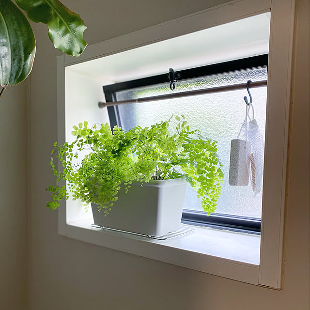 DIY/賃貸/観葉植物/グリーンのある暮らし/バス/トイレのインテリア実例 - 2021-05-24 08:33:12