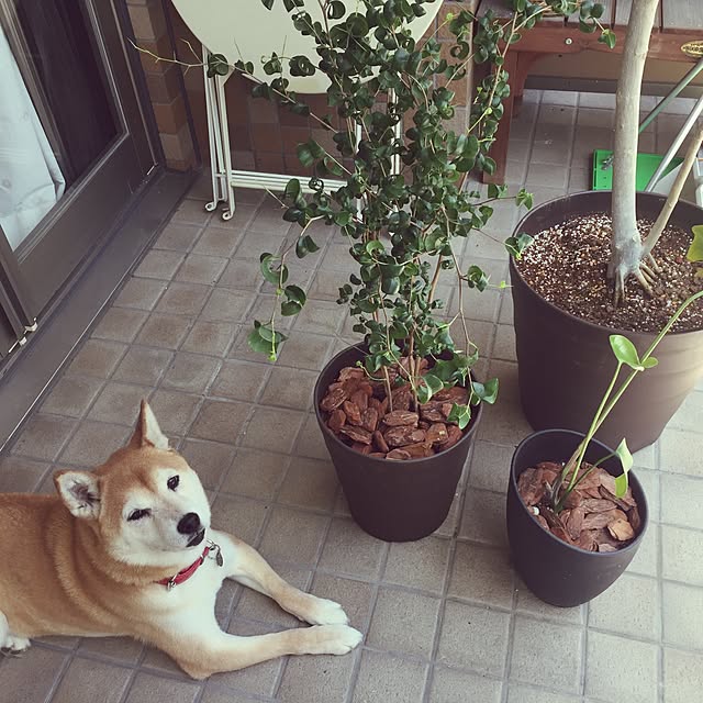 shizu2380さんの実例写真