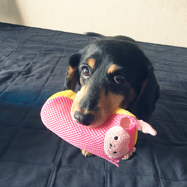 ohanaさんの実例写真
