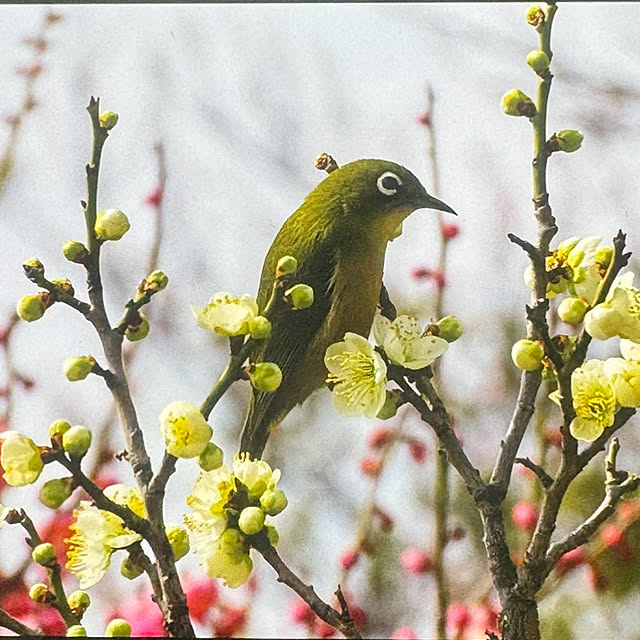 cocoさんの部屋