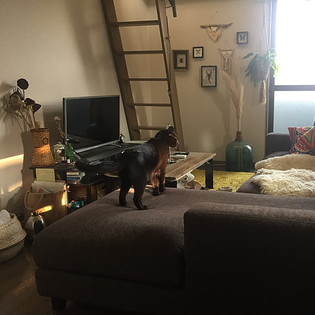 penyrainさんの実例写真