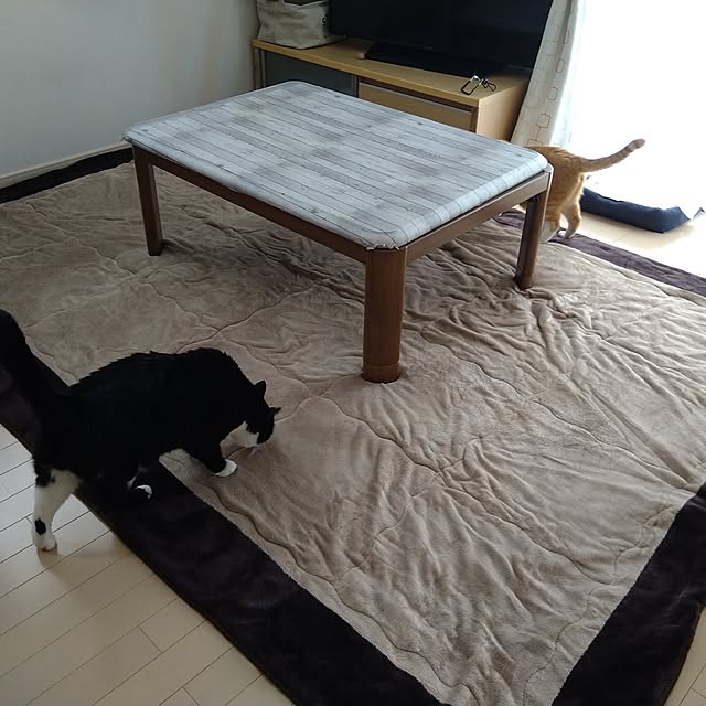 koromaroさんの実例写真