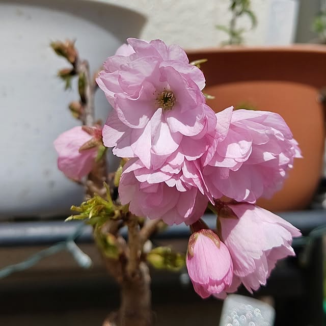 yumirinさんの実例写真