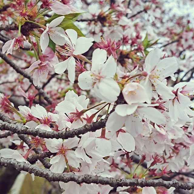 shinoさんの部屋