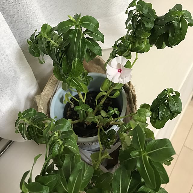 shitoshiさんの実例写真