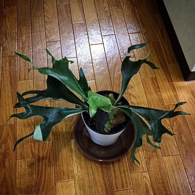 Kentaroさんの実例写真