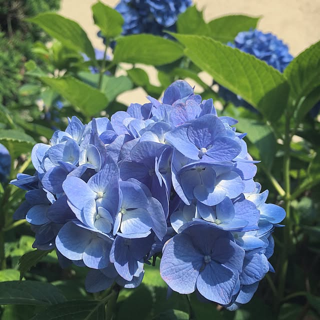 chiekoさんの実例写真