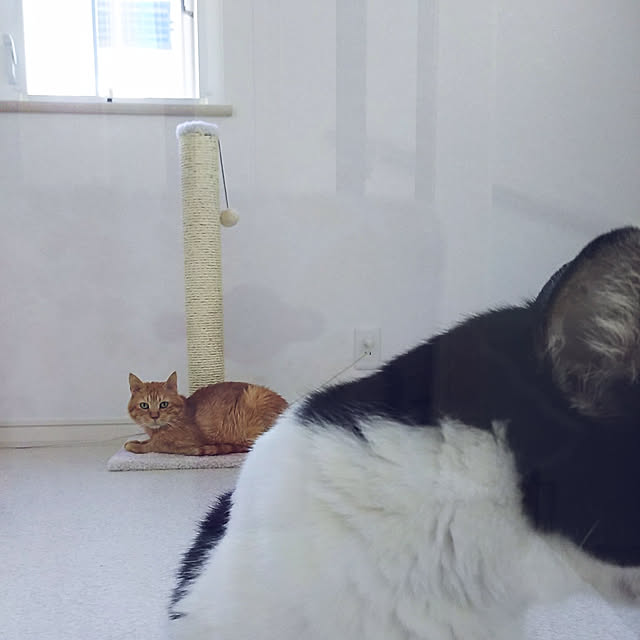 ohagiさんの実例写真