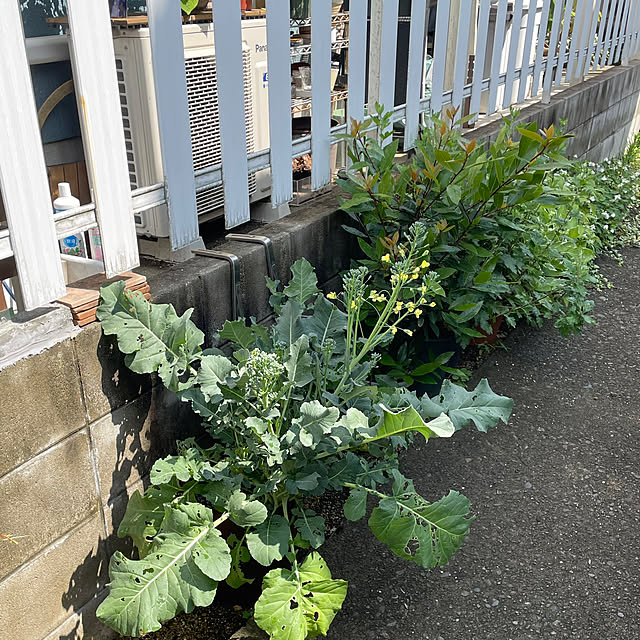 nobikoさんの部屋