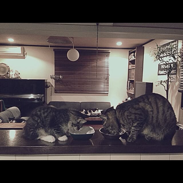 jnkaiさんの実例写真