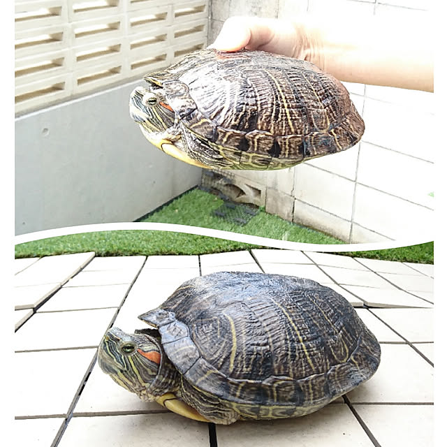 bonobono54さんの実例写真