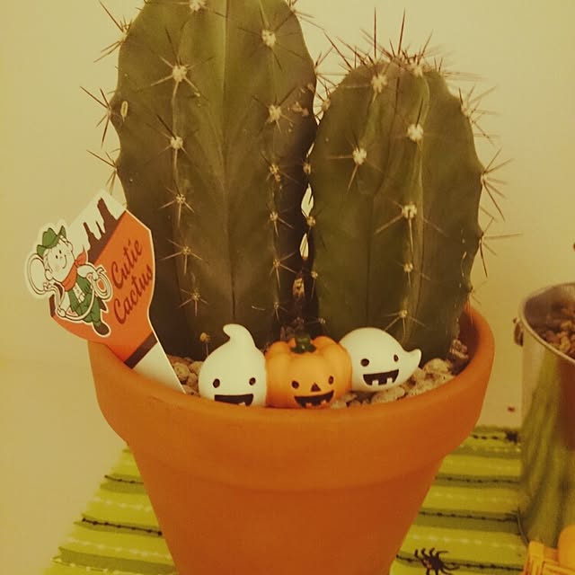 maotamayさんの実例写真