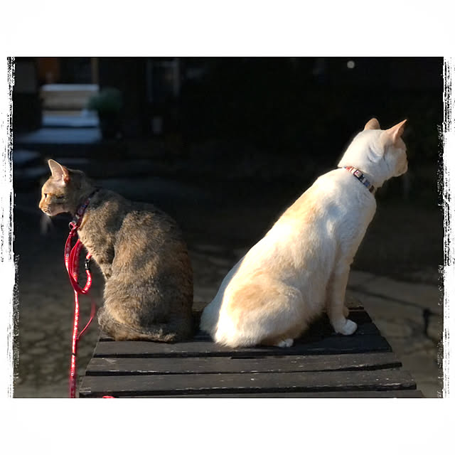 mohhaさんの実例写真