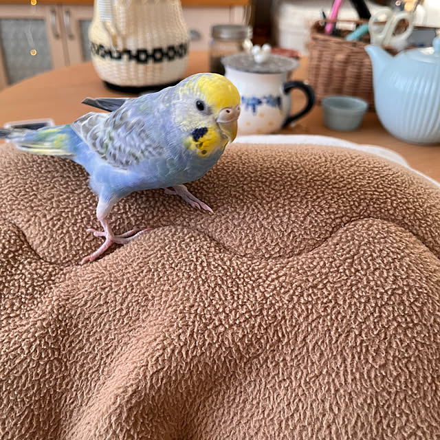 Atsukoさんの部屋