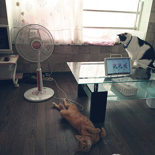 asuminさんの実例写真