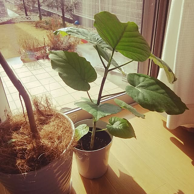 実例写真