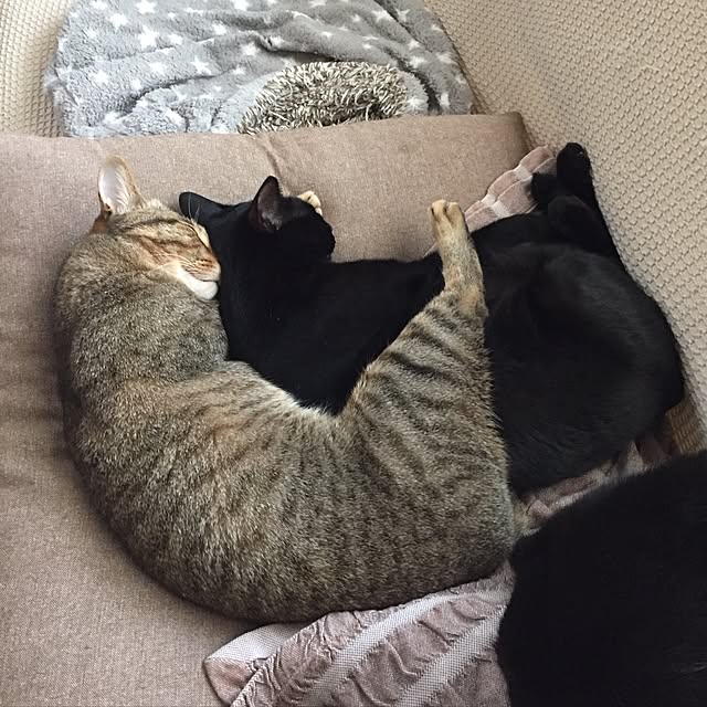 yuki0511さんの実例写真