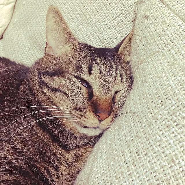 mikanさんの実例写真