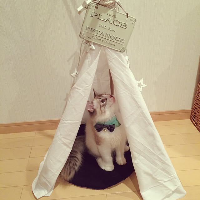 axsxnさんの実例写真