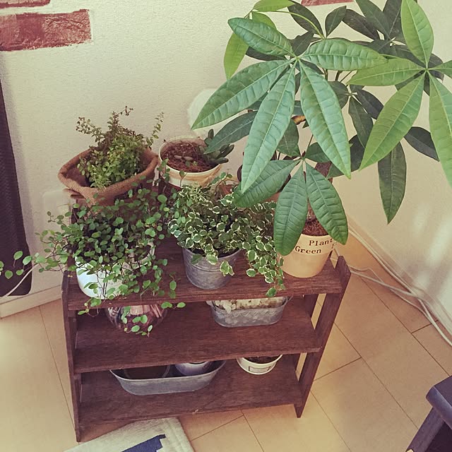 棚/手作り/雑貨/植物/パキラ...などのインテリア実例 - 2015-05-25 13:59:48