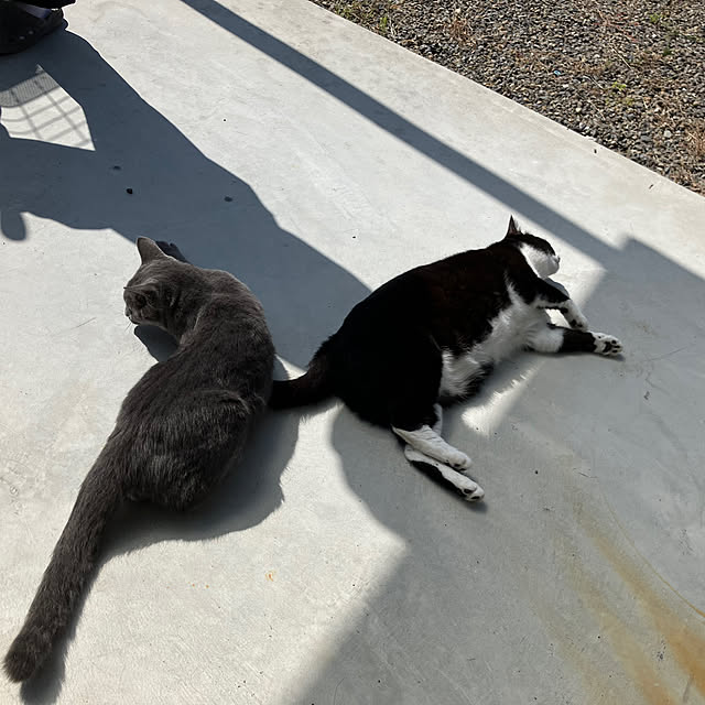 nekoさんの部屋