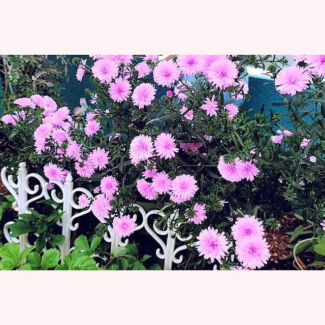 Miyumamaさんの実例写真