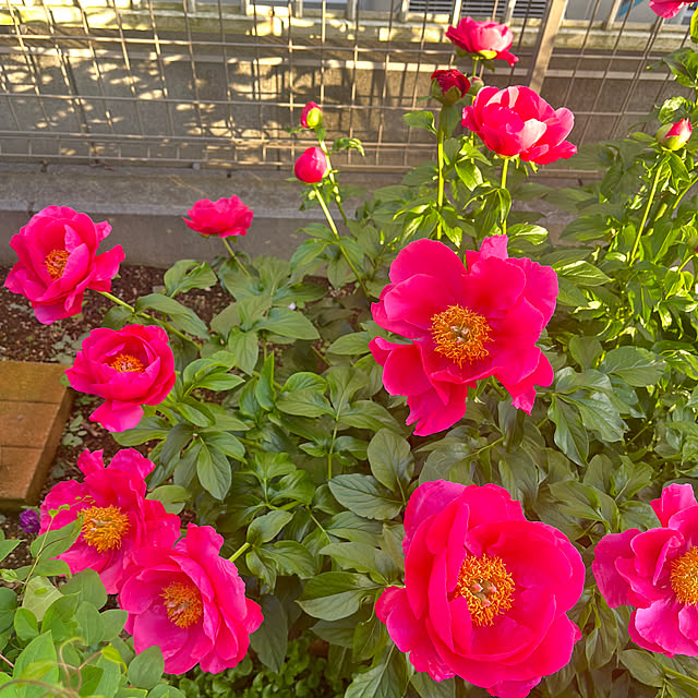 Chiakiさんの実例写真