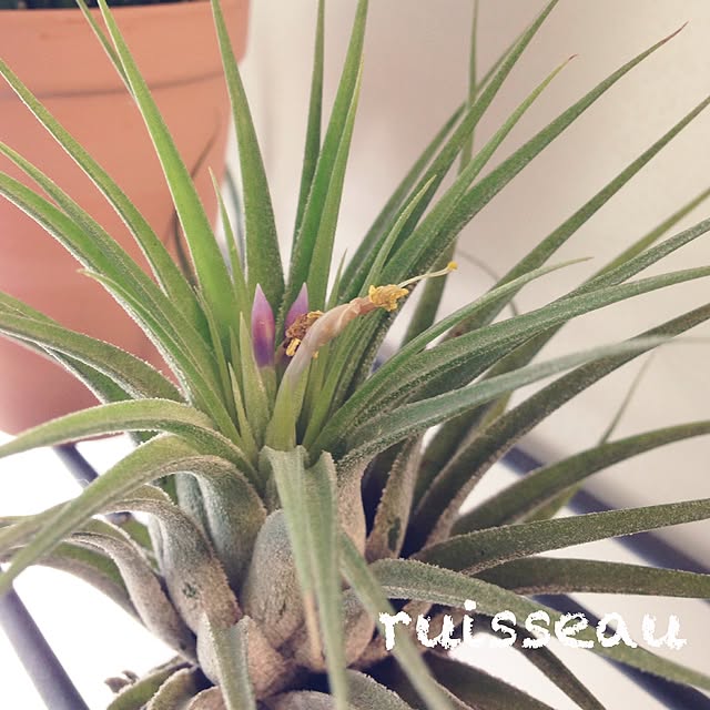 ruisseauさんの実例写真