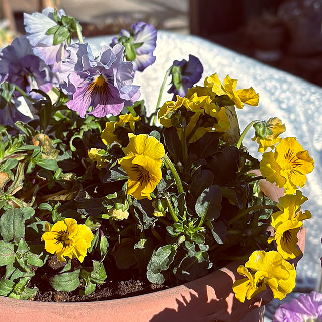 KYONさんの実例写真