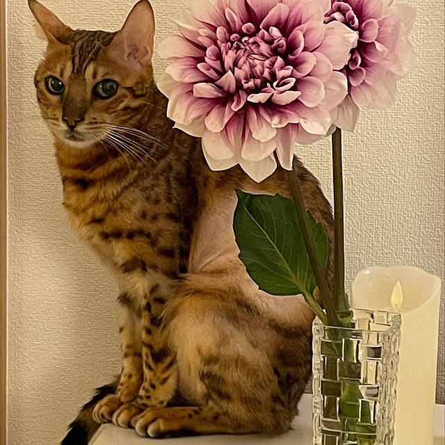 nene6さんの実例写真