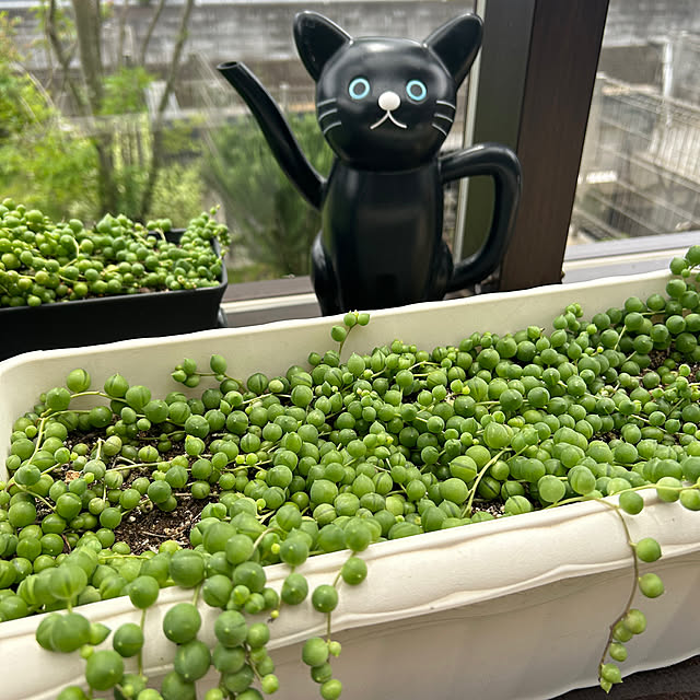 kuroさんの実例写真
