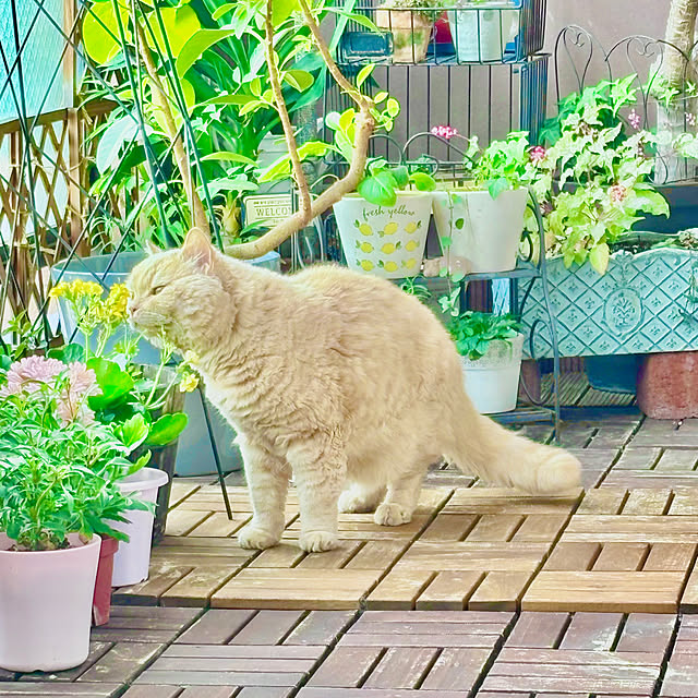 naokoさんの部屋