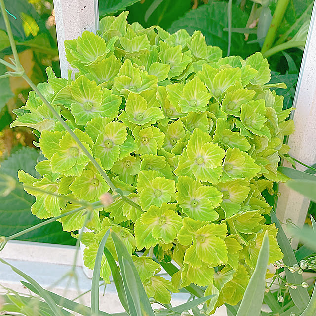 Hanakaさんの部屋