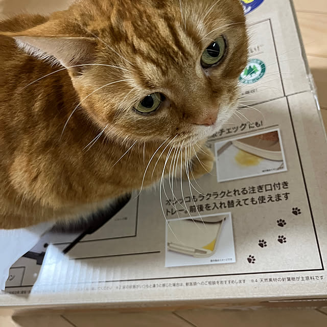 nekoさんの部屋