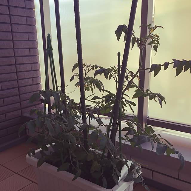 iwaさんの実例写真