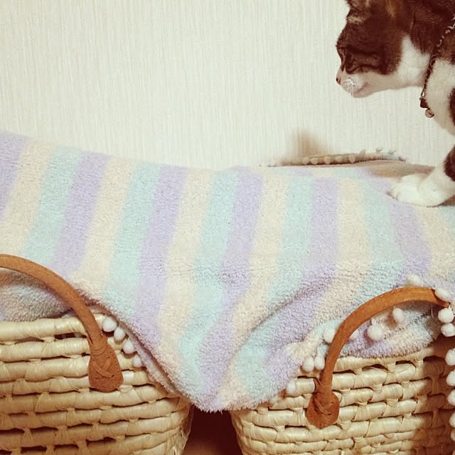 pinokoさんの実例写真