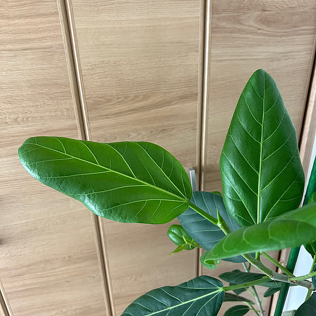 mocoさんの部屋