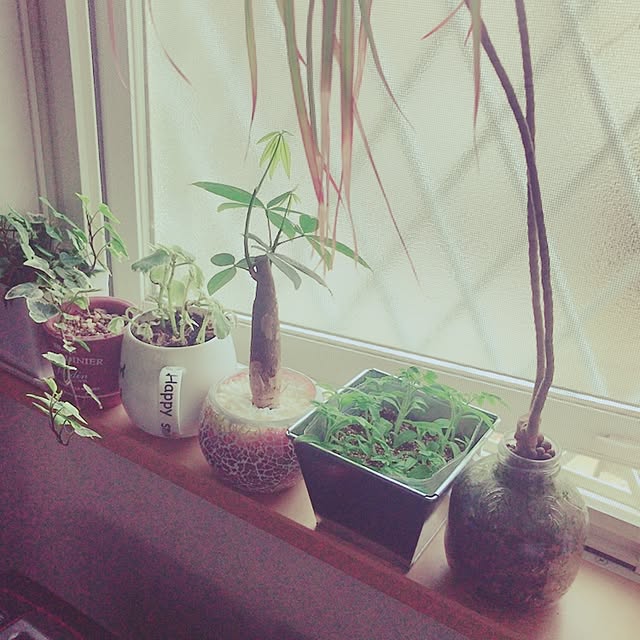 キッチン/観葉植物/多肉植物のインテリア実例 - 2017-05-12 16:42:20