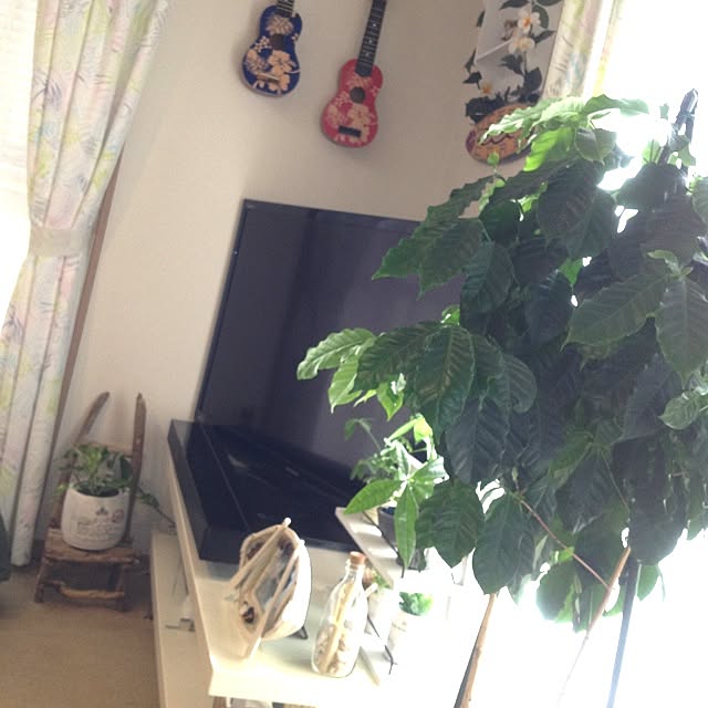 Sachuさんの実例写真