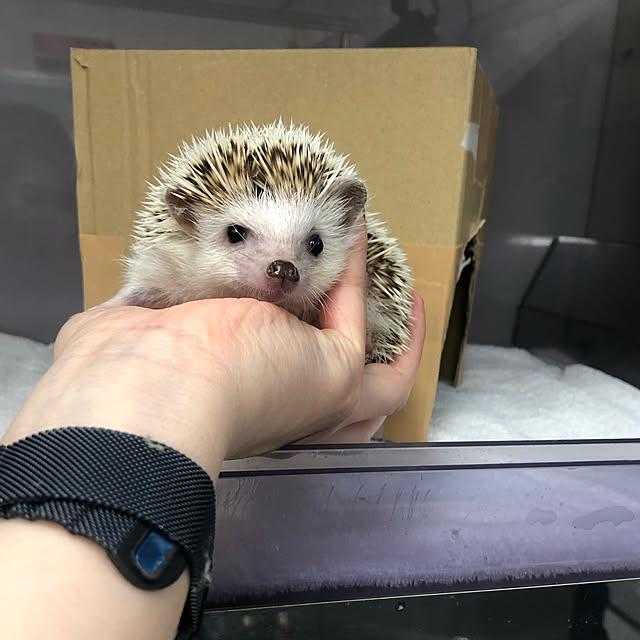 Chikakoさんの実例写真